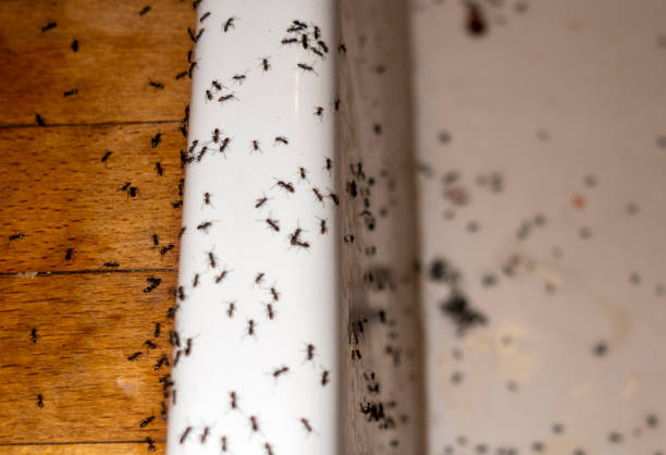 Best Flea Control Services  in Violet, LA