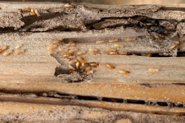 Wildlife Control Services in Violet, LA