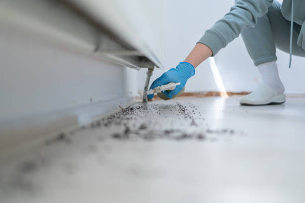 Best Bed Bug Extermination  in Violet, LA